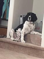 Rita Murphy's springer spaniel Kache likes to lounge on the stairs.