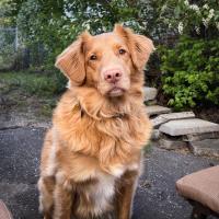 Shawna Durfey’s of ACUASI’s little life partner since she was 8 weeks old is a Nova Scotia Duck Tolling Retriever named Canvas. She will be 6 years old in July 2024. She's the world's worst beggar of food and best little spoon in bed. 