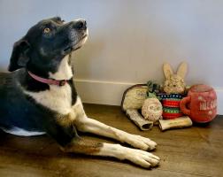 Sara Wilbur's Junie was rescued from Fairbanks Animal Control in 2016. Here she is being a very good girl with her toys.