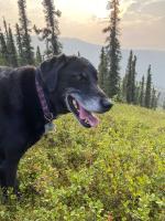 Here is Rocket, who belongs to Becky Lindsey's family. He is a nine year old black lab who loves to swim, chase the ball and eat blueberries. In his prime he loved to retrieve birds.