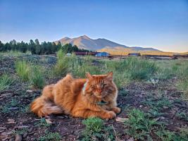 Sara Wilbur's Yukon Gold Potato ("Yukie") was a COVID adoption. Here he is posing in front of the San Francisco Peaks in Flagstaff, AZ.