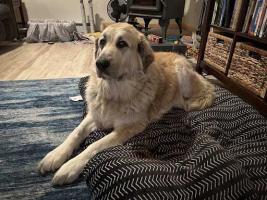 This is Sable, the newest member of Rod Boyce's family. We adopted her from the borough animal shelter in late February 2024. She's a 9-year-old Pyrenees mix and weighs 99 pounds. She's a super sweet house dog, replacing a dog we lost to Doggie Heaven late last year. Sable will be getting a lot of exercise on walks to lose a few of those pounds.