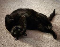 This cheeky little guy lives with Crystal Ruerup who works in the Director's Office. Boots came to Crystal's house already named seven years ago, but he also goes by Burnt Loaf, Bootses McMurderface and Boots Underfoot of the Shire. 