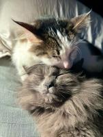 Binx and Drizzt love their cuddle puddle. They make up the feline members of Bailey Olalde's family.