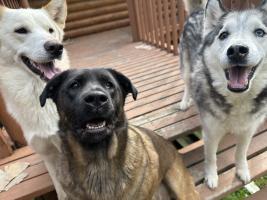 All the smiles from Bailey Olalde's canine family members Bolt, Esmeralda and Nanook.