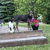 Tracy Durnan's dog, Frodo, and cat Hazel, are adjusting to life in Alaska, enjoying some time outside on the deck together.