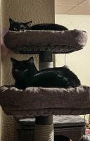 Emma Steinhauer of GIBO has twin black cats whose names are Adam and Milo. They are big mama's boys and get very mad when Emma leaves. They love to follow her and make sure what she's doing won't harm her.