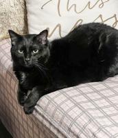 Emma Steinhauer of GIBO has twin black cats. This is Adam.
