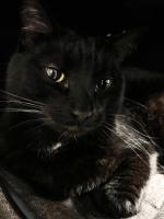 Emma Steinhauer of GIBO has twin black cats. This is Milo.