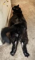 Master Fayt, who lives with Kaz Storm and is also occasionally called Destroyer of Cords, Bringer of Chaos and Snuggle Master 3000, is five years old. Most scars earned in the last five years can be attributed to a “twist of Fayt,” usually prompted by a mosquito in the house spooking the spookster.