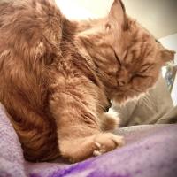 Kaz Storm's Ms. Gingersnaps (a.k.a Ginny-Kitty) has always had a cranky face but is the absolute sweetest. She perpetually gives kitten vibes with her size but is all about the lap warming. At 17, she knows what she wants and is not afraid to shout for it.