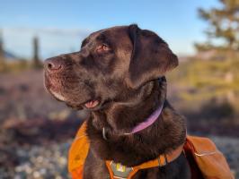 Fen the Bog Dog is Holly Dean's furry friend. Fen is a typical Labrador who thinks everyone wants to be his best friend and he knows no strangers. He loves to ski and bikejor, and go sledding with our family. He also loves a good belly rub, and if you can find the sweet spot behind his ears he will purr for you.