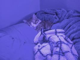 Kas Knicely's cat Citrine (named for the mineral) is trying to tempt her into sleeping in on a workday. Citrine, a sweet male tabby, is a cantankerous curmudgeon without his cuddles, Kas says, and he makes sure to let let it be known when he hasn't received enough.  The room is blue because Kas likes blue Christmas lights for illumination, saying she much prefers it, especially when trying to wind down for the night. 