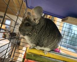 Lilly is Rod Boyce and Julie Stricker's rescue chinchilla who has been with them since 2016. “We got her from friends whose kids didn’t want her any more,” Rod said. “They got Lilly from Two Rivers School, where Lilly was an uninspiring class pet. She is quite aloof, yet she demands attention. She’s not cuddly and won’t let anyone hold her, but she insists on being scratched under the chin, on the cheeks and behind the ears. I think she likes me the most but in a reluctant sort of way.”