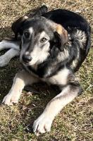 Tracy Durnan of GI Operations has a new rescue puppy! Her name is Tally, she is a 10-month old Alaskan Husky mix, we call her our giant puppy. She is very sweet and gives love without restraint. She is our older dog's new emotional support dog.
