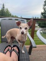 Paula Earp rescued Otis from the Fairbanks animal shelter. She says he is the best companion, traveler, cuddler and alert dog anyone could ask for. He loves to chase after his toys. But even more, he loves to BE chased around with his toys in his mouth! Or to nap in the grass on a warm sunny day.