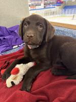 This is Winnie, the new addition to GI Communication Director Becky Lindsey's household. Winnie is a three and half month old chocolate lab. She has tons of energy, and a soft spot for treats.  