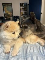This is Pearl, the-eight-week-old perfectly fluffy addition to Tracy Durnan's canine family. She joins 12-year-old Frodo in this photo from their first meeting. It was love at first sight for Frodo, and now he won't let anyone else go near little Pearl, including their 18-month-old Alaskan Husky pup, Tally.