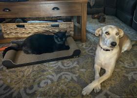 Crystal Ruerup says no one asked Boots the cat but he’s coping much better than they expected. Star was a typhoon rescue. “She is the best behaved dog I’ve ever met!”