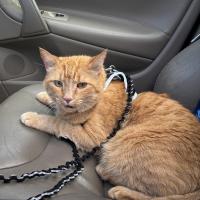 Aggy Boldt has a wonderful kitty named George. He really loves to share his feelings — he's always meowing — and is the sweetest and snuggliest boy! 
