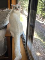 Meet Serina Wang's sweet kitty Tangyuan, aka Tangy, who is named after the white Chinese dessert Tangyuan. Tangy is a little over a year old and has been really enjoying living in Alaska — infinite sunbathing in the summer and pretty snow in the winter.
