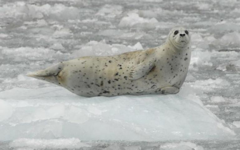 A harbor seal rests on an iceberg in Southeast Alaska’s Glacier Bay National Park and Preserve. Photo by Jamie Womble.