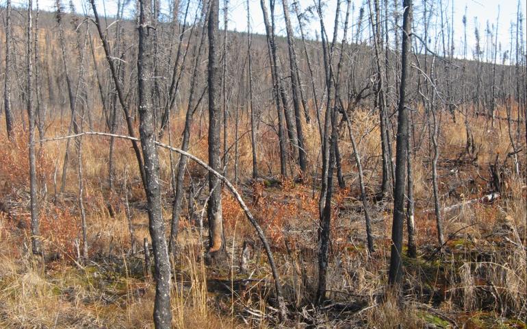 At Nome Creek, Alaska ground temperatures rose immediately after a 2003 wildfire. New research from Sergey Marchenko shows wildfires, which affect terrestrial carbon storage, result in significant changes in permafrost zones. Photo by Sergey Marchenko. 