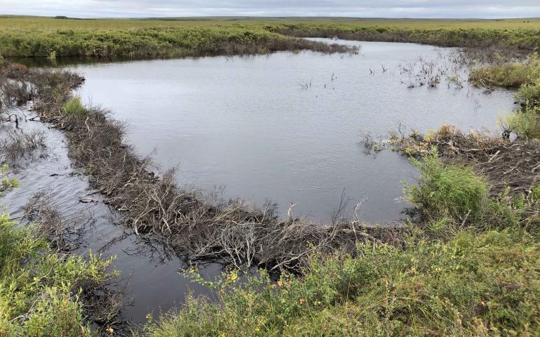 A recently created beaver dam creates a pond on the Baldwin Peninsula near Kotzebue, Alaska, in August 2022. A beaver lodge sits on the pond edge to the right. Photo by Ken Tape.