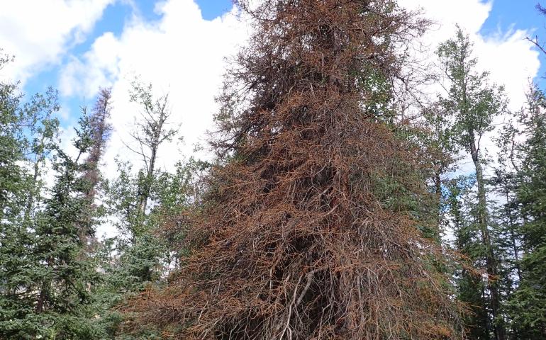 Yuan Tian, a co-author on the beetle research paper, stands next to a dead spruce tree near Cantwell, Alaska. Photo by Simon Zwieback