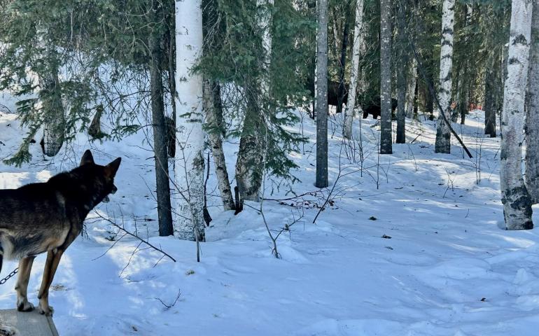 A sled dog stands alert on a snowy porch in early April in Two Rivers, just outside of Fairbanks, Alaska, watching a pair of moose among birch and spruce trees in the forest beyond. Sunlight filters through the trees onto the snow-covered ground as the moose partially hide in the woods.