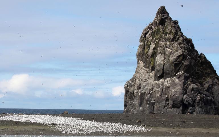 A flock of gulls or kittiwakes on Bogoslof Island during a visit by scientists in August, 2018. Photo by Gabrielle Tepp, Alaska Volcano Observatory/U.S. Geological Survey.