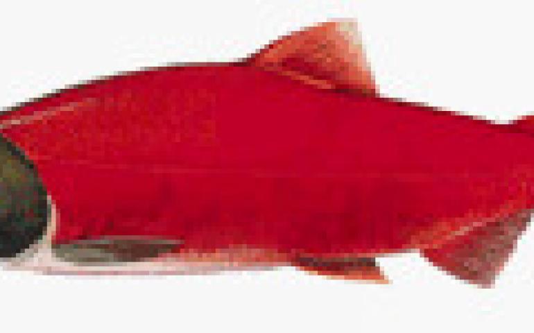 Red fin salmon Clearance