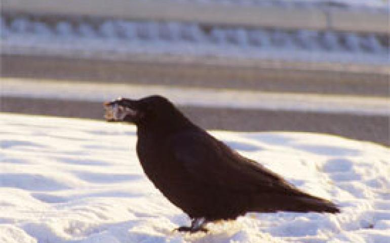 Are ravens responsible for wolf packs? | Geophysical Institute