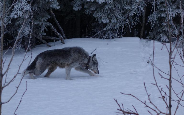 A 9-year-old female wolf with a satellite collar limps alongside the highway near Denali National Park in February, 2019. Photo by Ned Rozell.