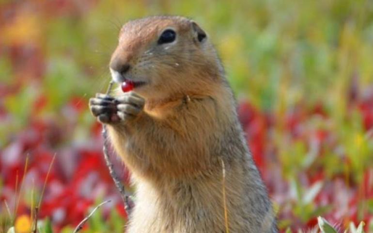 An arctic ground squirrel eats a berry on Alaska’s North Slope. Photo by Cory Williams.