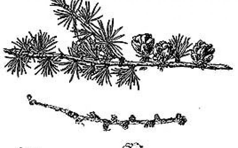 Tamarack Not A Dead Spruce