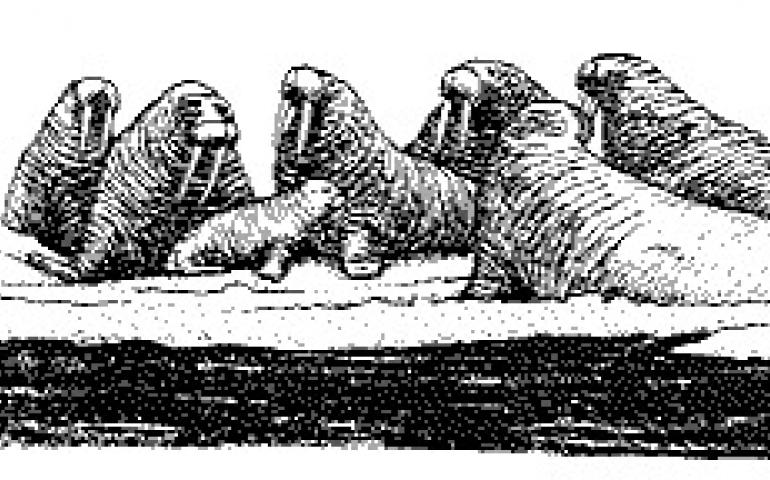 Why Does A Walrus Blush Geophysical Institute But why is it that black people are called coloured when white people go blue when they're cold, green when they're sick, purple when they're born, red when they're blushing is capillaries in your face allowing more blood flow. why does a walrus blush geophysical
