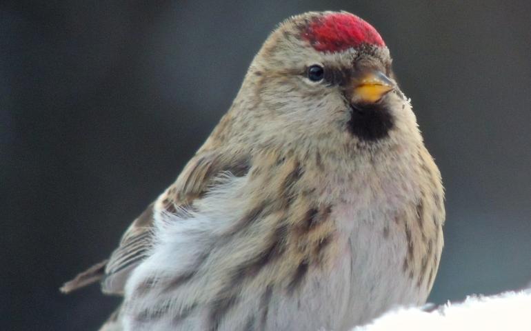 Common redpolls in Fairbanks. Photos by Anne Ruggles.