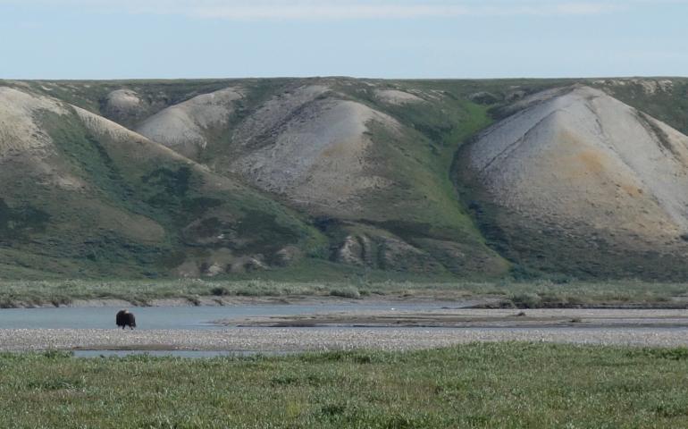 A lone musk ox near Franklin Bluffs and the Sagavanirktok River in northern Alaska. Photo by Ned Rozell.