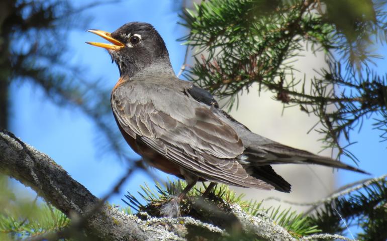 A robin captured by mist net in Slave Lake, Alberta, and fitted with a backpack GPS transmitter. Photo by Brian Weeks.