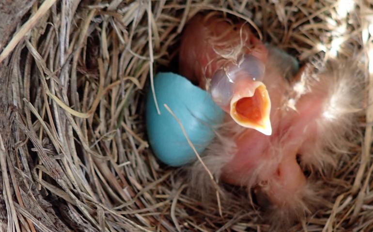 A robin chick in a nest near the middle fork of the Chandalar River. Photo by Ned Rozell.
