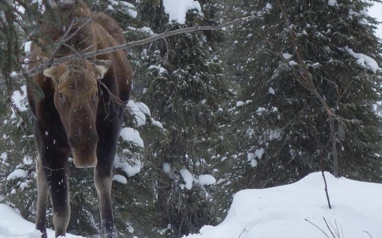 Moose in the snow