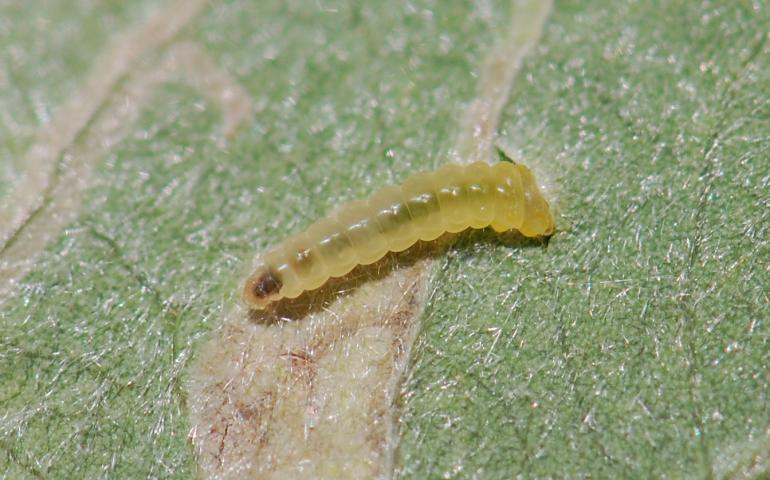 The larval stage of a willow leafblotch miner begins to feed on a willow leaf. Photo by Diane Wagner.