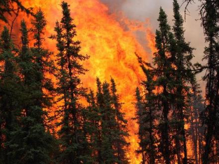 Fire in a boreal forest in Alaska. USGS photo by Scott Rupp.