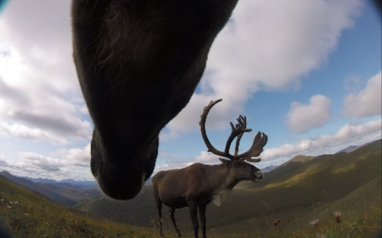 A bull caribou from the Fortymile herd as seen from a camera around the neck of a female caribou. Still image from a nine-second video the collar captured during a study of the herd using cameras that dropped to the ground in autumn. Image courtesy Libby Ehlers.