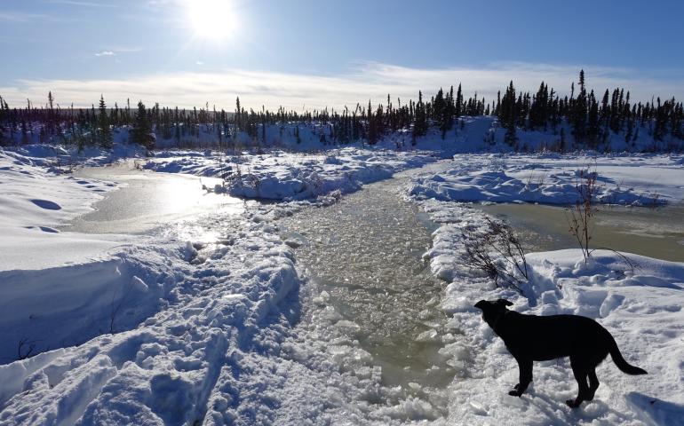 Cora the dog seems to contemplate a winter trail filled with cold water during a recent trip to the White Mountains National Recreation Area north of Fairbanks. Photo by Ned Rozell.