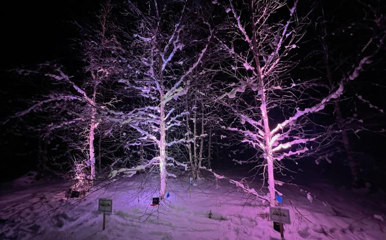 Three birch trees stand in a field at the University of Alaska Fairbanks during a recent celebration for three scientists killed in a helicopter crash in July 2023. Photo by Alyssa Enriquez.