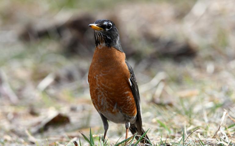 An American robin pauses just after its 2025 spring arrival in Fairbanks, Alaska. Photo by Brian Lotze.