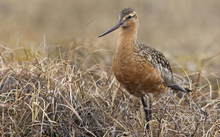 A male bar-tailed godwit near Prudhoe Bay during the summer breeding season. Photo by Zachary Pohlen. 