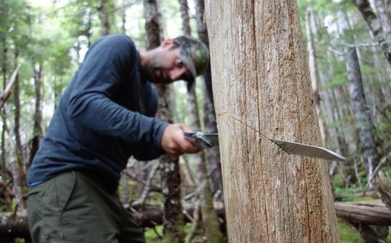 Ben Gaglioti cuts into a dead Alaska yellow cedar tree near La Perouse Glacier in Southeast Alaska. Photo by Ned Rozell.